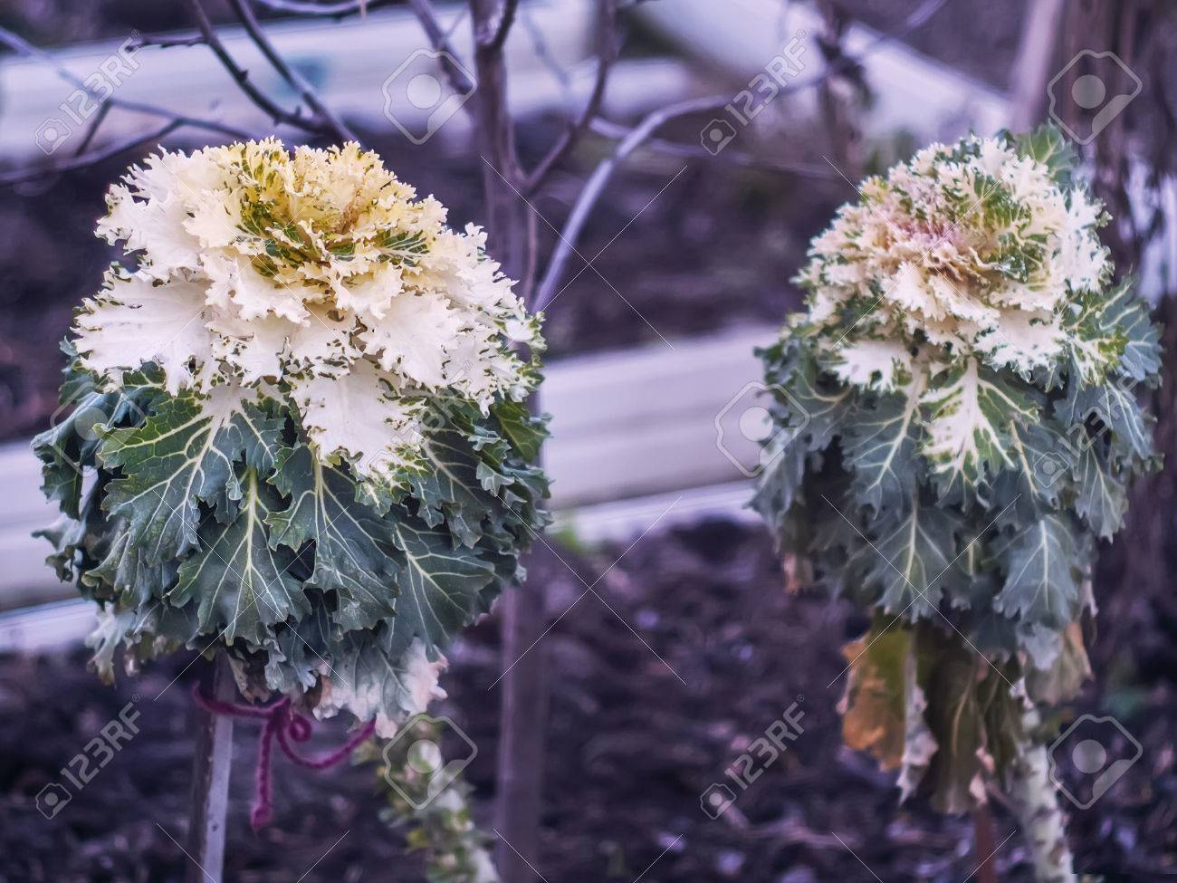 面白い植物が庭で成長しています の写真素材 画像素材 Image