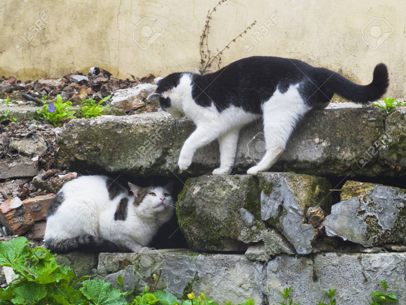 Zwei Grosse Katzen Auf Der Strasse Kampfen Lizenzfreie Fotos Bilder Und Stock Fotografie Image