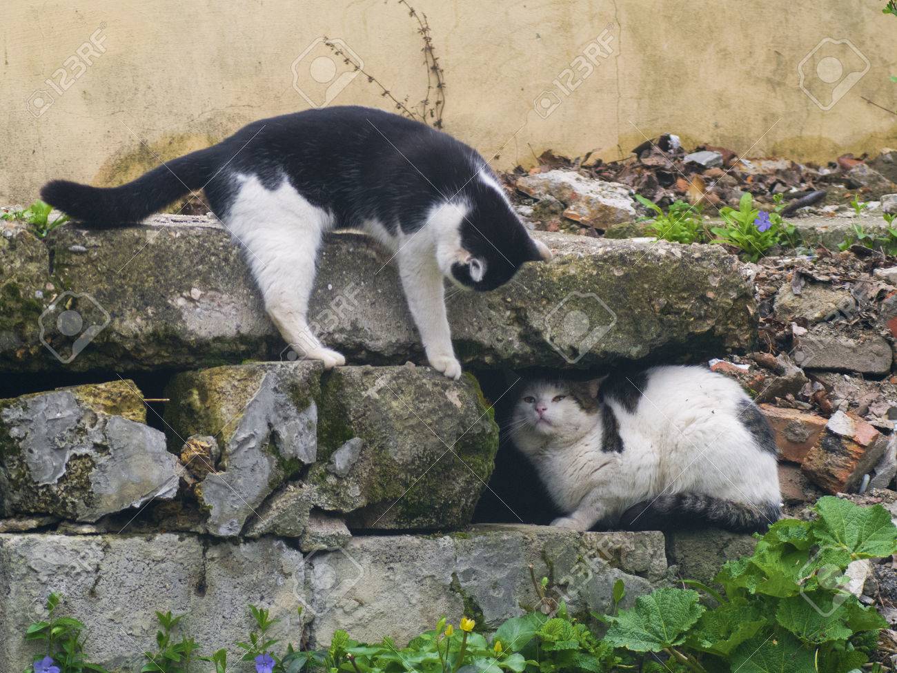 Des Chats Ruses Qui Se Battent Entre Les Pierres Banque D Images Et Photos Libres De Droits Image