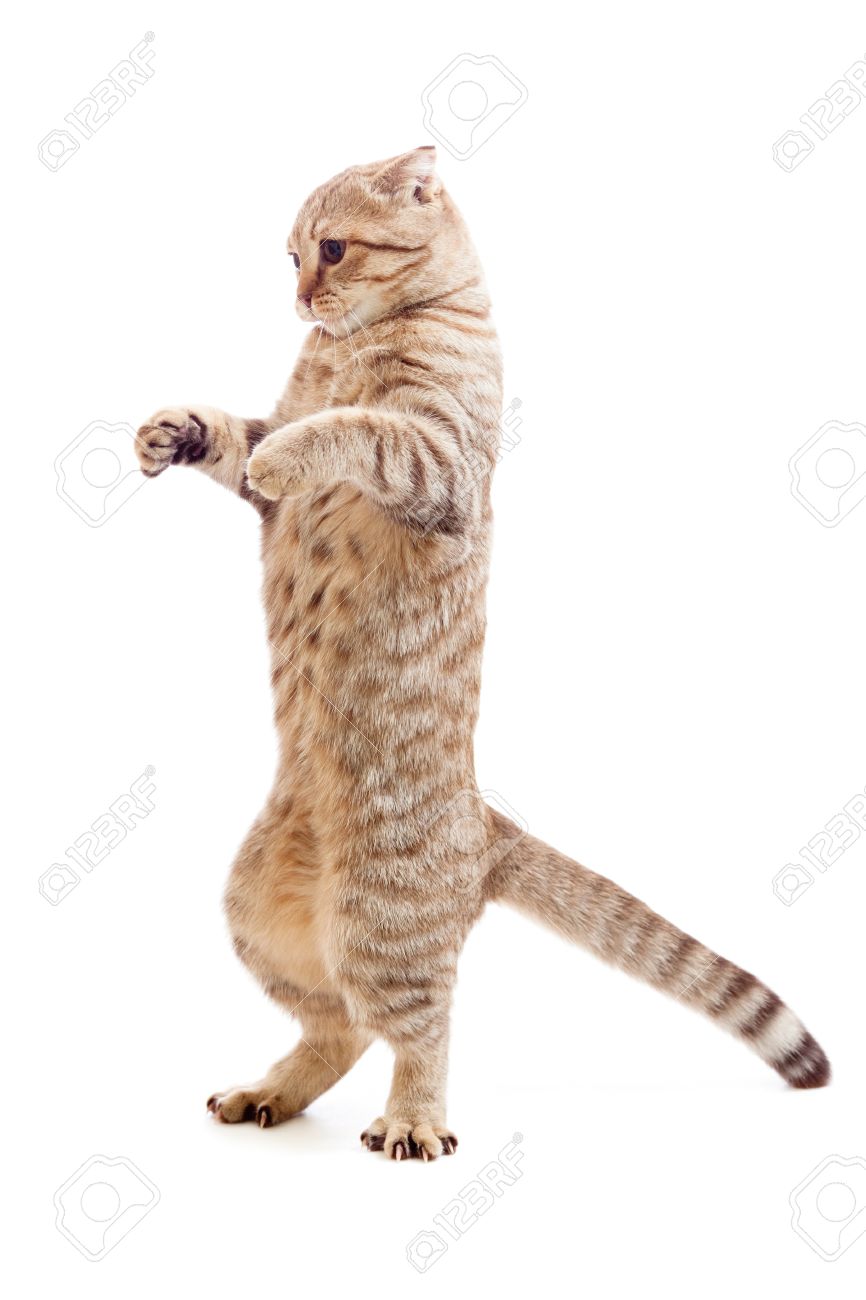 Standing Kitten Or Cat Striped Like Godzilla Stock Photo Picture And Royalty Free Image Image