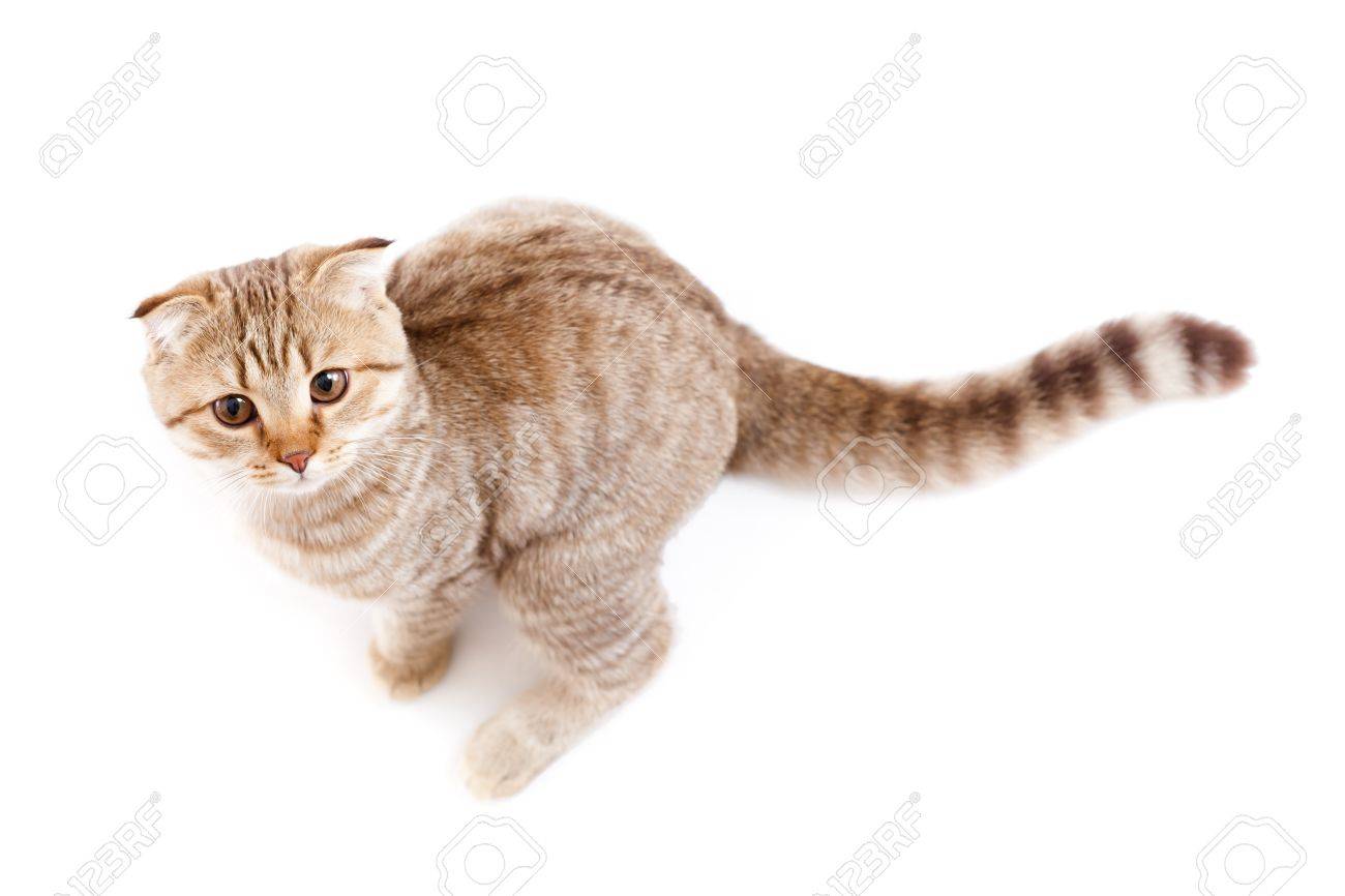 Saut De Chat Ou Chaton Raye Ecossais Comme Le Kangourou Banque D Images Et Photos Libres De Droits Image
