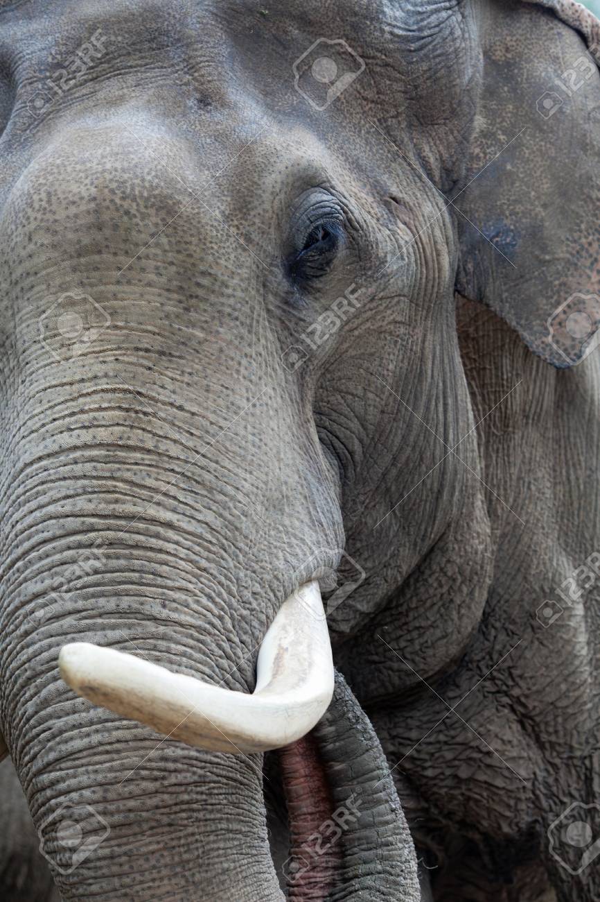 etiam-dictum-ipsum-a-felis