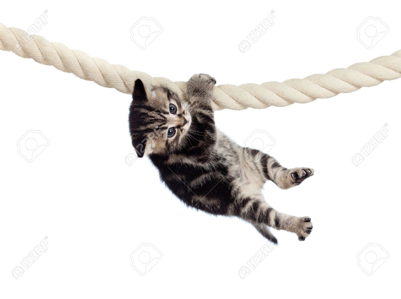 Pacific Giftware Realistic Kitten Hanging from Branch Rope Hanger Statue