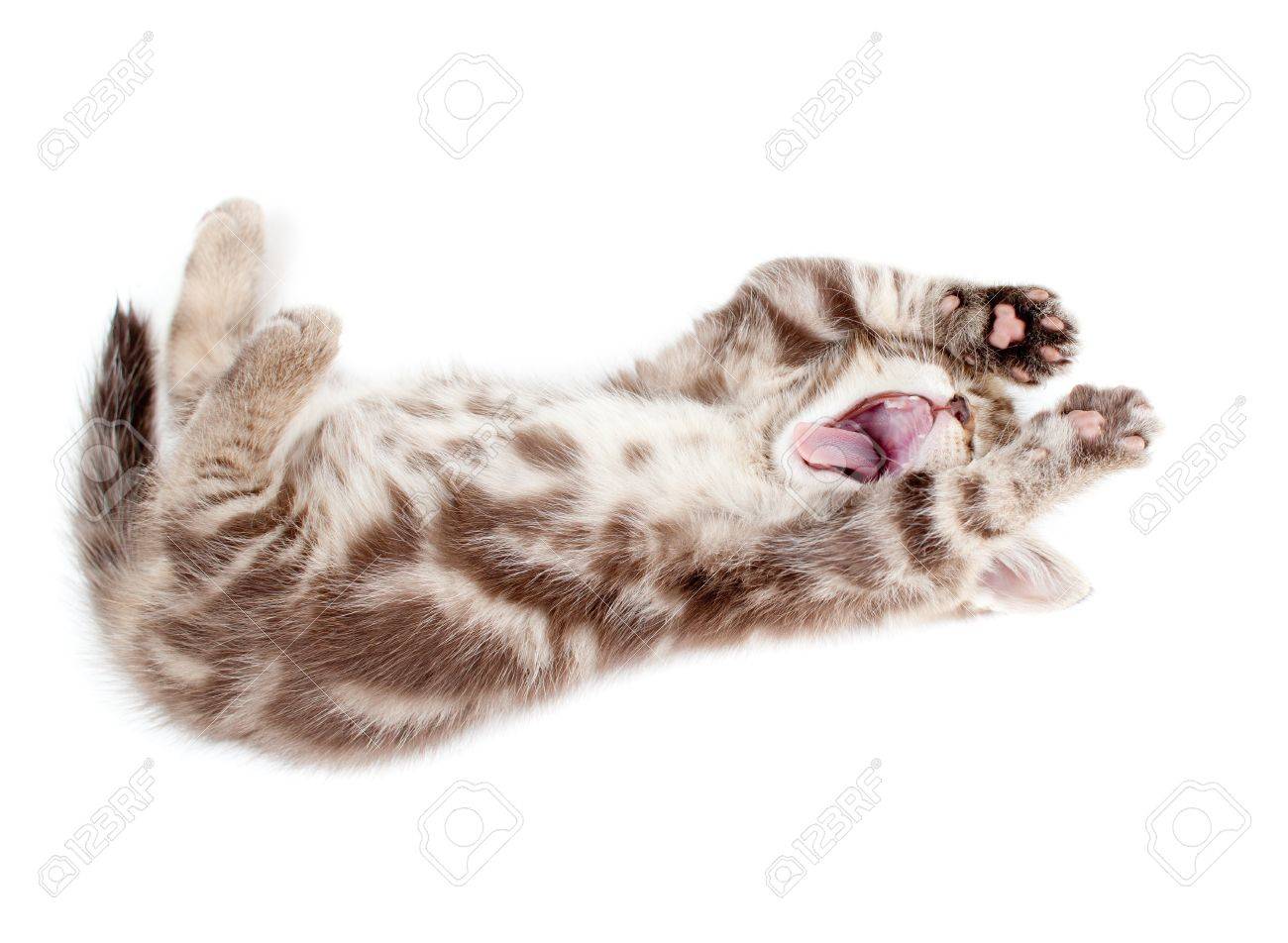 Yawning Kitten Lying On Back Stock Photo Picture And Royalty Free Image Image 13492403