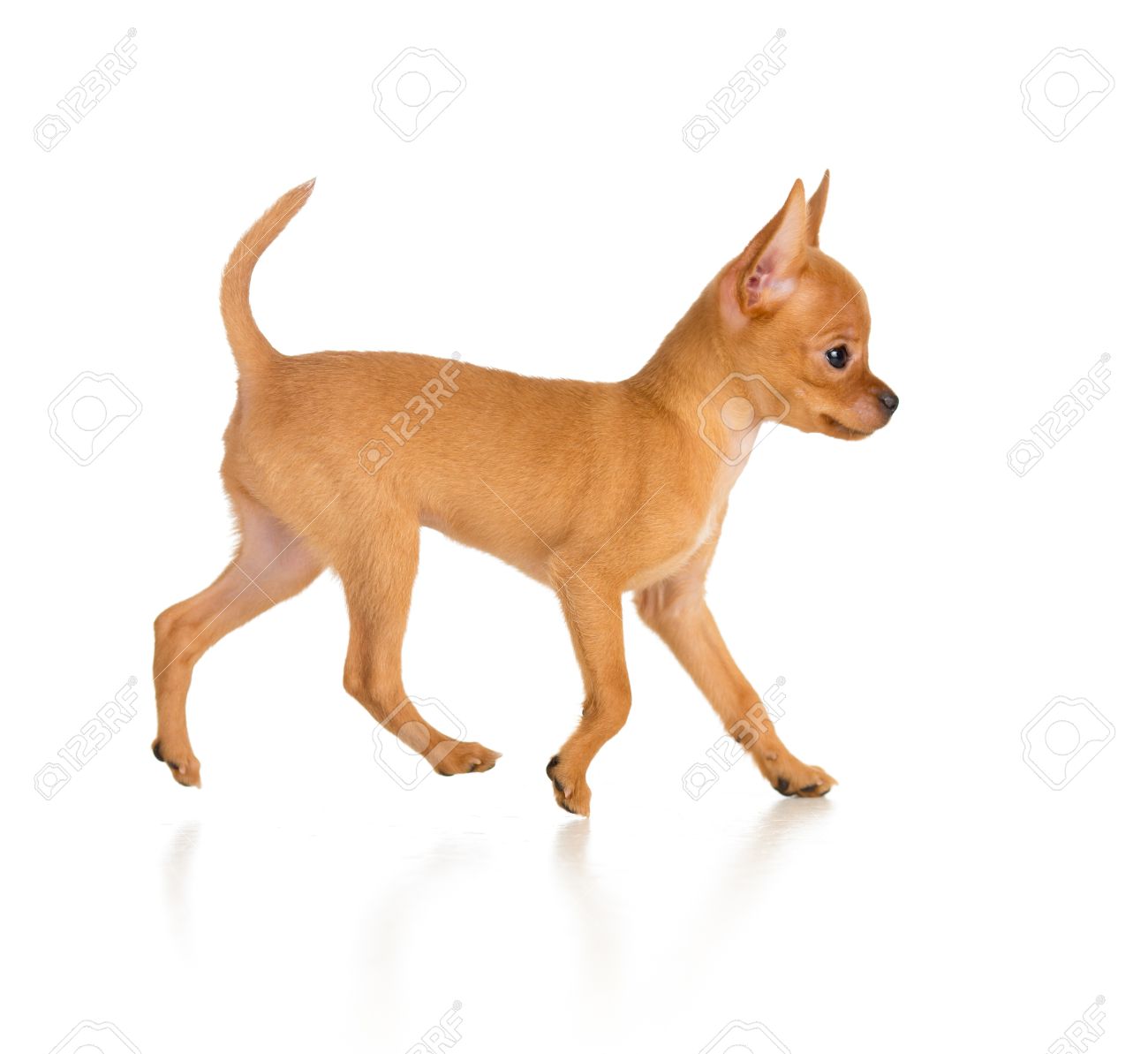dog running side view dog running side view