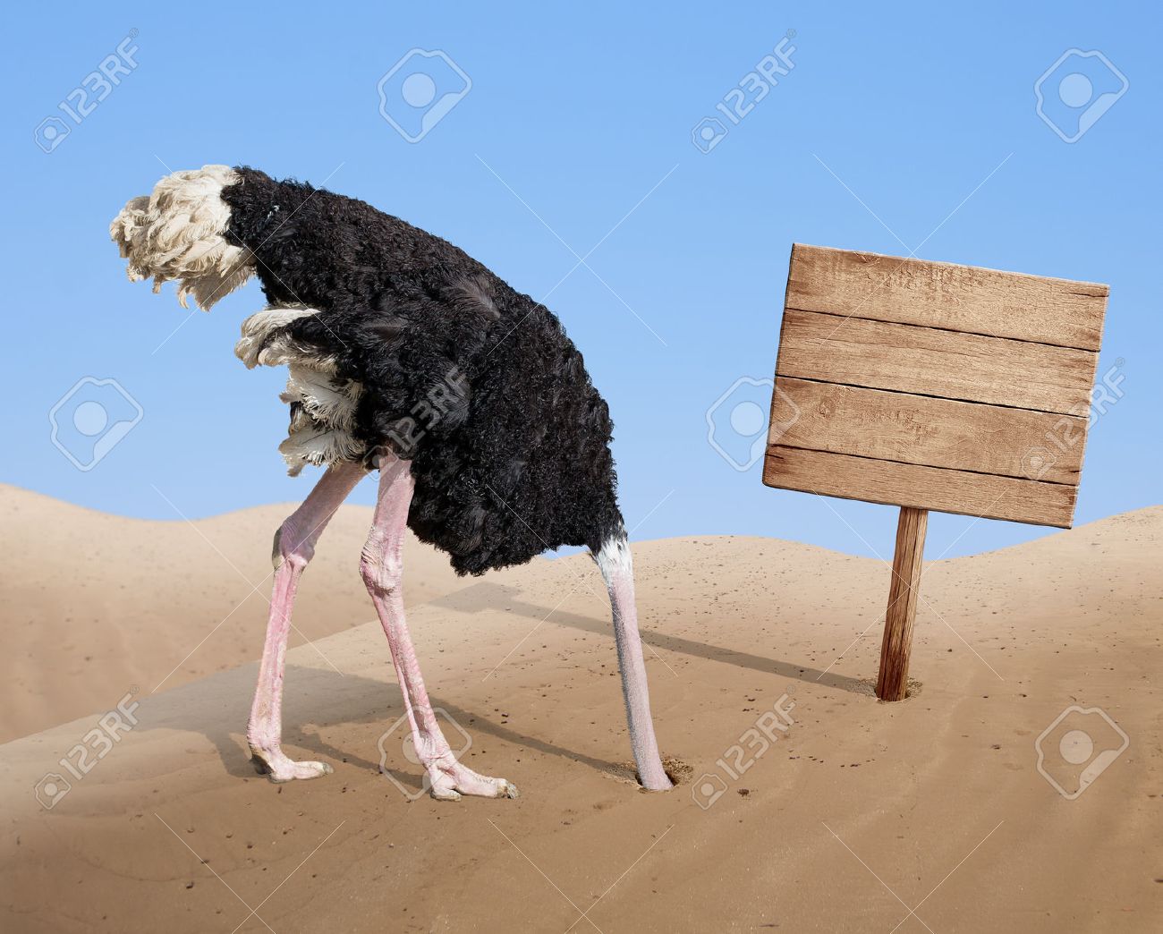 scared ostrich burying head in sand near standing blank wooden signboard - 32233160 scared ostrich burying head in sand near standing blank wooden signboard - 32233160