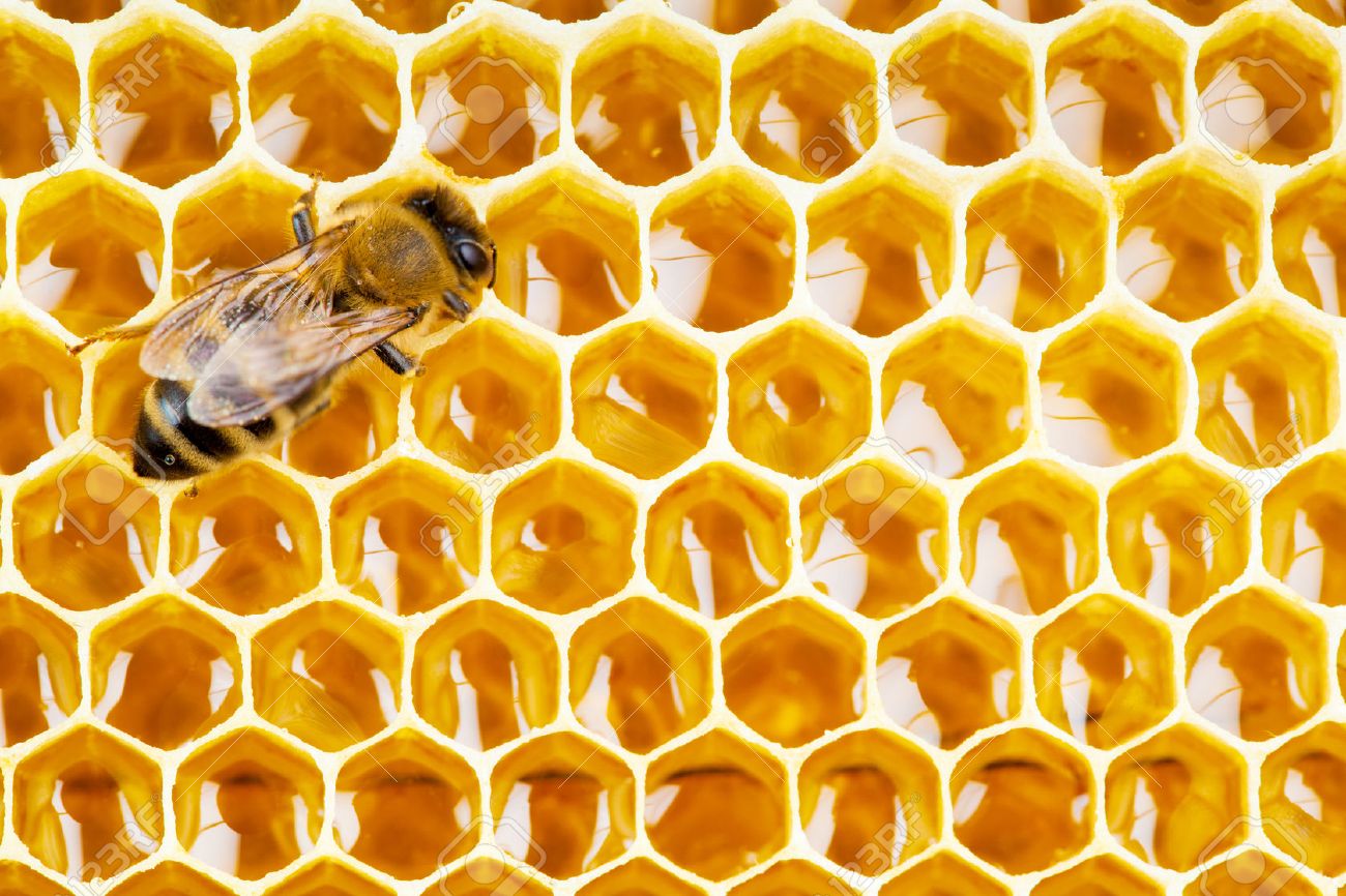 33721408-working-bee-on-honeycomb-cells-
