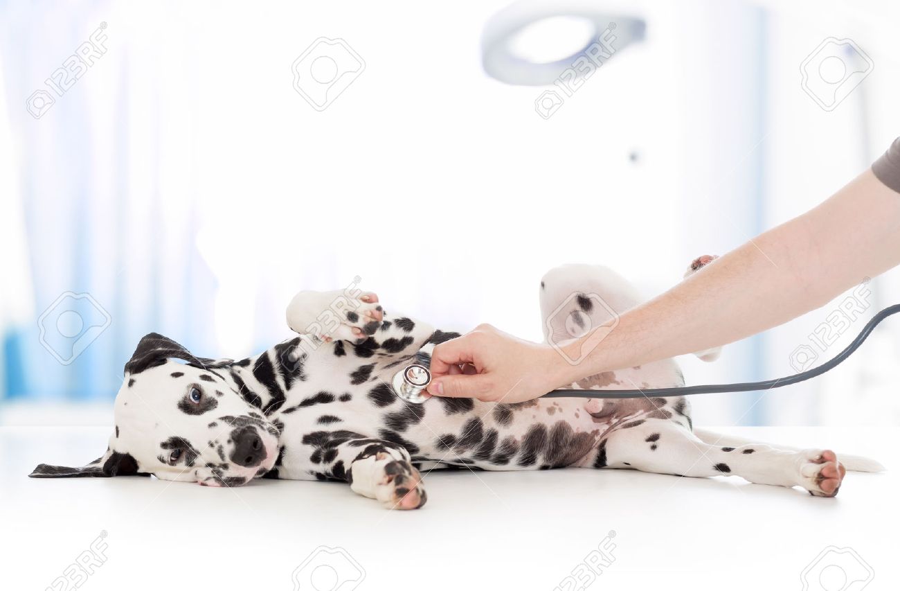 dog examination by veterinary doctor with stethoscope in clinic - 37047400 dog examination by veterinary doctor with stethoscope in clinic - 37047400