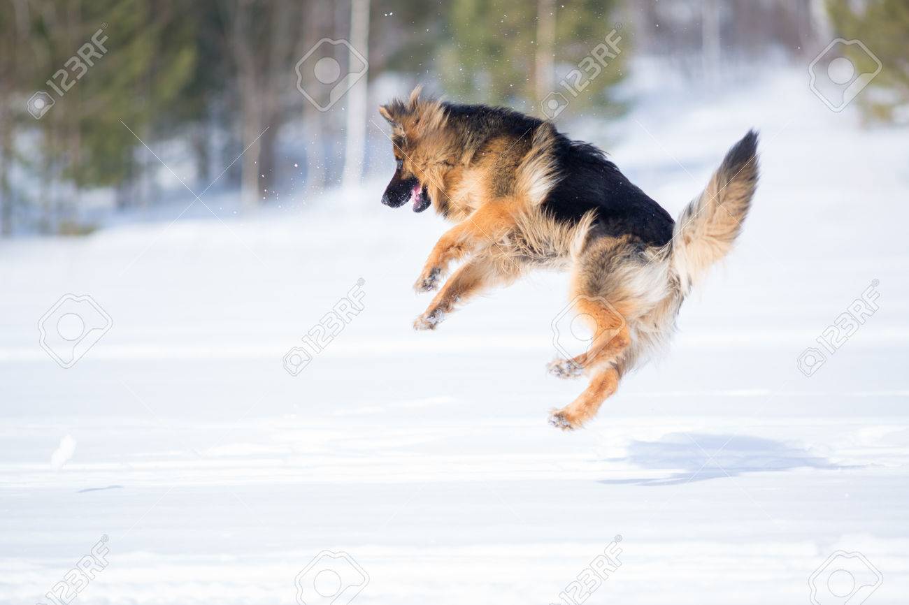 german shepherd jumping