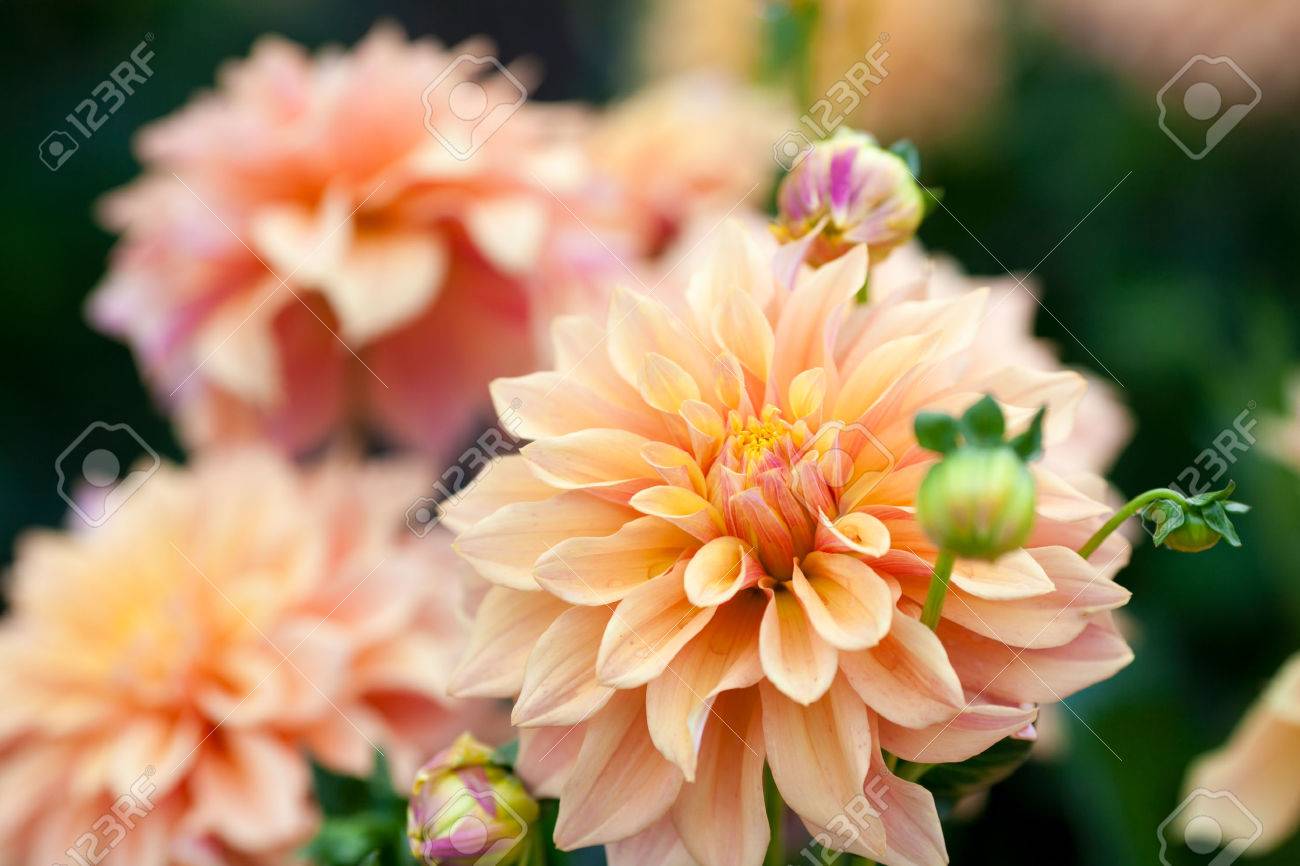Dahlia orange and yellow flowers in garden full bloom - 59146364 Dahlia orange and yellow flowers in garden full bloom - 59146364