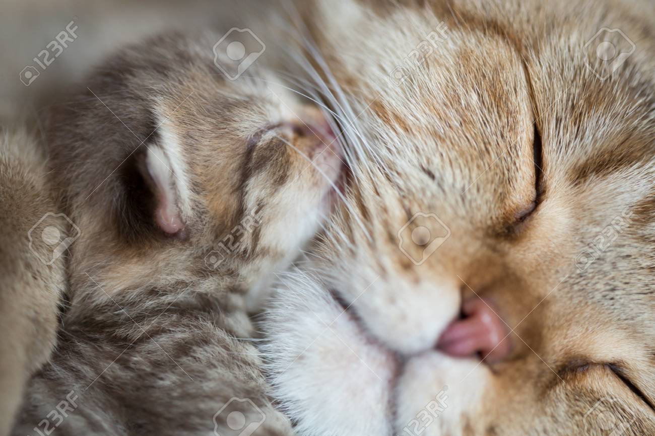 Animal Cat Mother And Baby Kitten Sleeping Cheek To Cheek Together