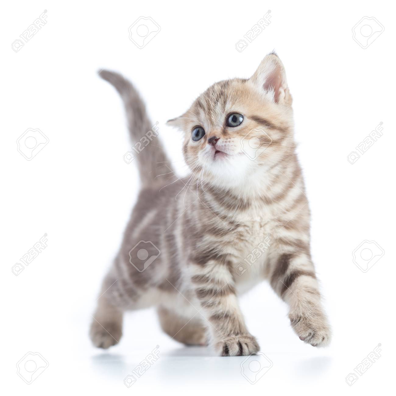 Junge Lustige Katze Zu Fuss Vorderansicht Isoliert Lizenzfreie Fotos Bilder Und Stock Fotografie Image Junge Lustige Katze Zu Fuss Vorderansicht Isoliert Lizenzfreie Fotos Bilder Und Stock Fotografie Image