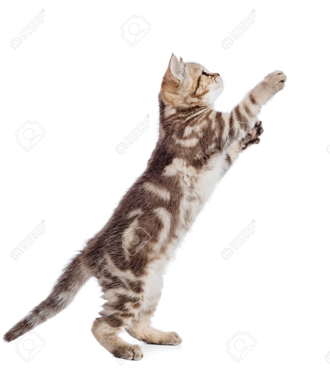 kitten cat jumping side