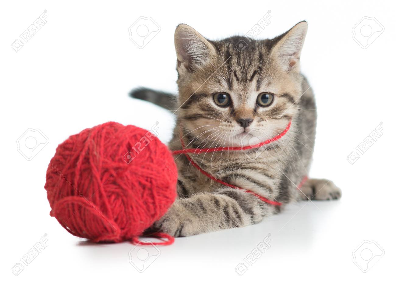 kitten playing with ball