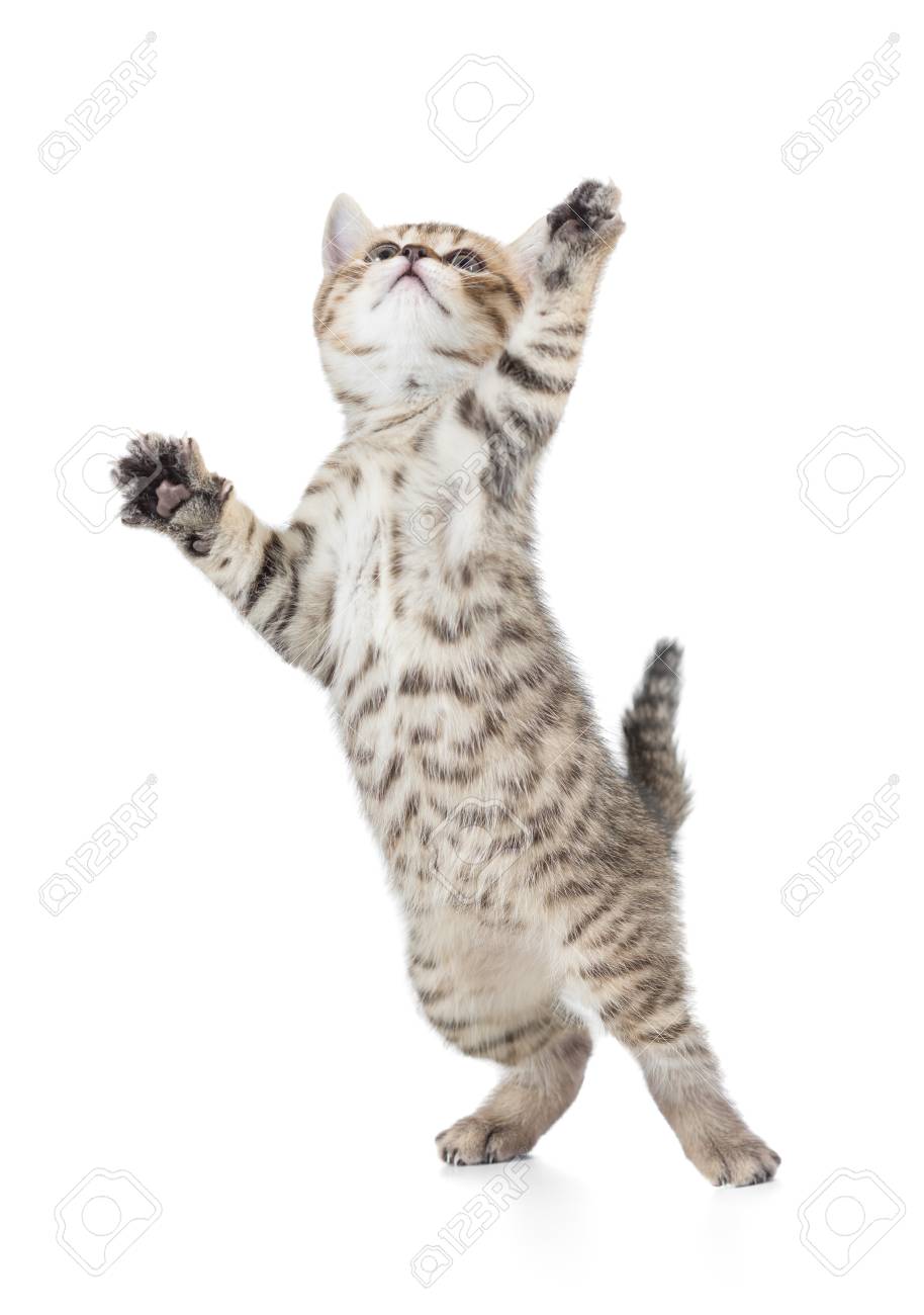 funny young cat jumping