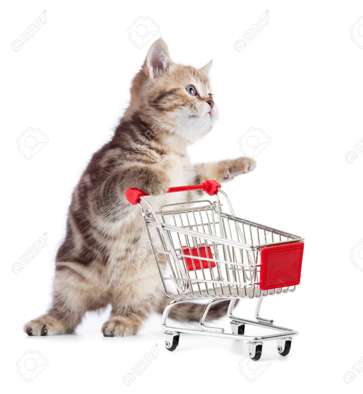 kitten shopping