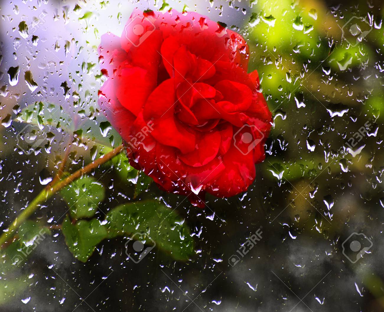 Beautiful Red Rose In The Garden. View Through The Window. Rain Drops On The Glass Stock Photo, Picture And Royalty Free Image. Image 108073967. Beautiful Red Rose In The Garden. View Through The Window. Rain Drops On The Glass Stock Photo, Picture And Royalty Free Image. Image 108073967.
