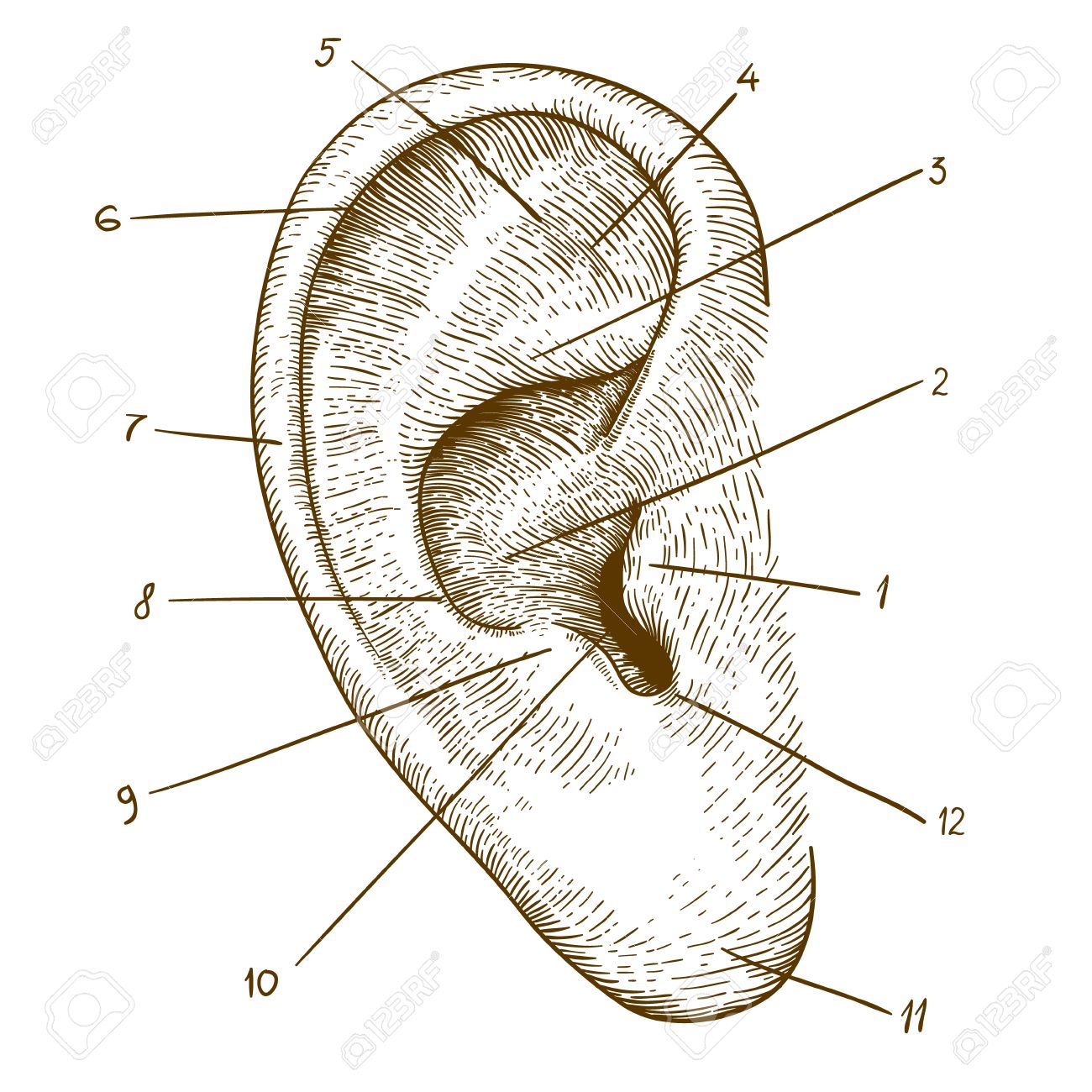 白い背景の上の彫刻の人間の耳のベクトル イラスト のイラスト素材 ベクタ Image 白い背景の上の彫刻の人間の耳のベクトル イラスト のイラスト素材 ベクタ Image