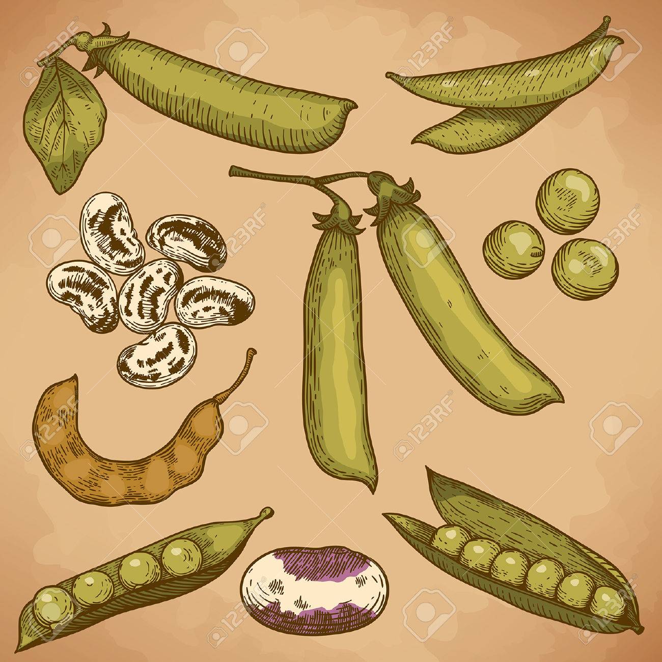豆 エンドウ豆のレトロなスタイルの彫刻ベクトル イラスト のイラスト素材 ベクタ Image