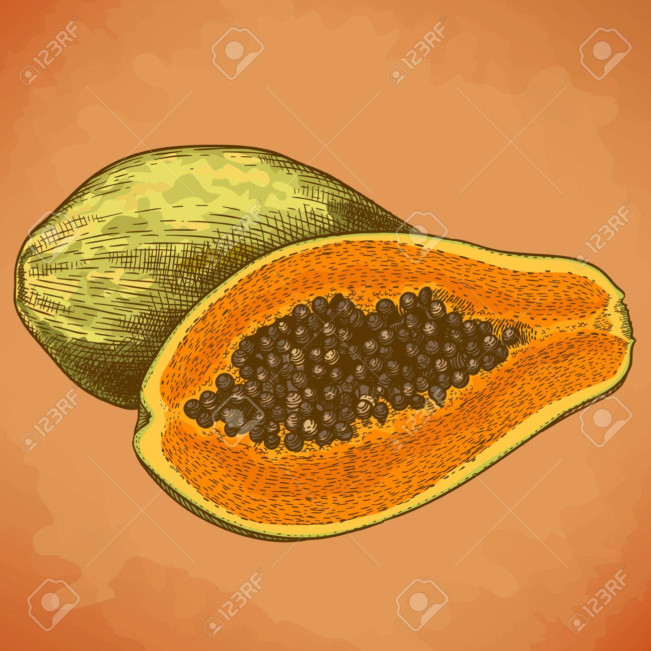 ベクトル デッサンし レトロなスタイルでパパイヤのアンティーク イラスト彫刻のイラスト素材 ベクタ Image