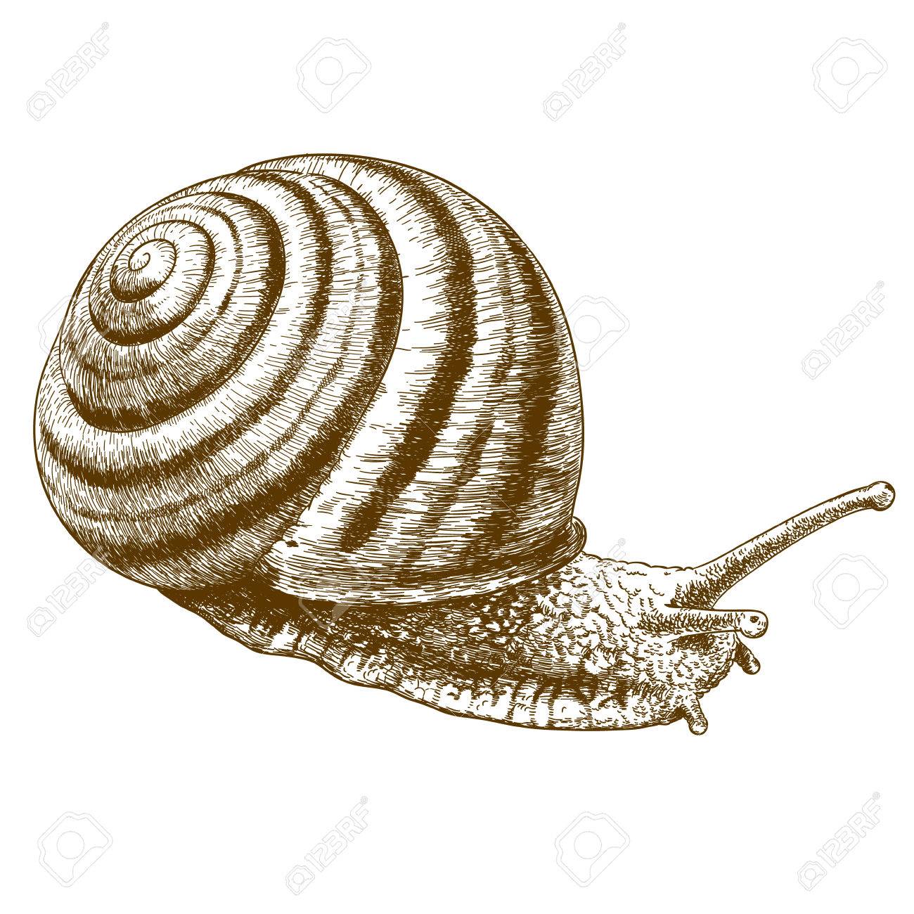 アンティークの彫刻の白い背景に分離されたストライプのカタツムリのイラスト のイラスト素材 ベクタ Image