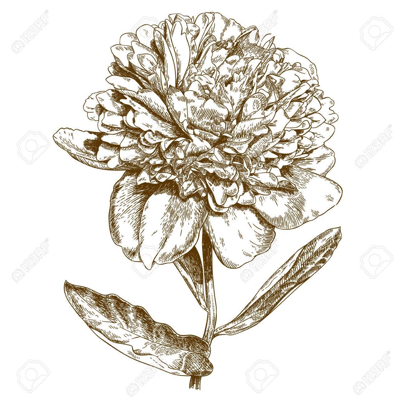 Ejemplo Antiguo Grabado De Flores De Peonia En El Fondo Blanco Ilustraciones Vectoriales Clip Art Vectorizado Libre De Derechos Image 6101