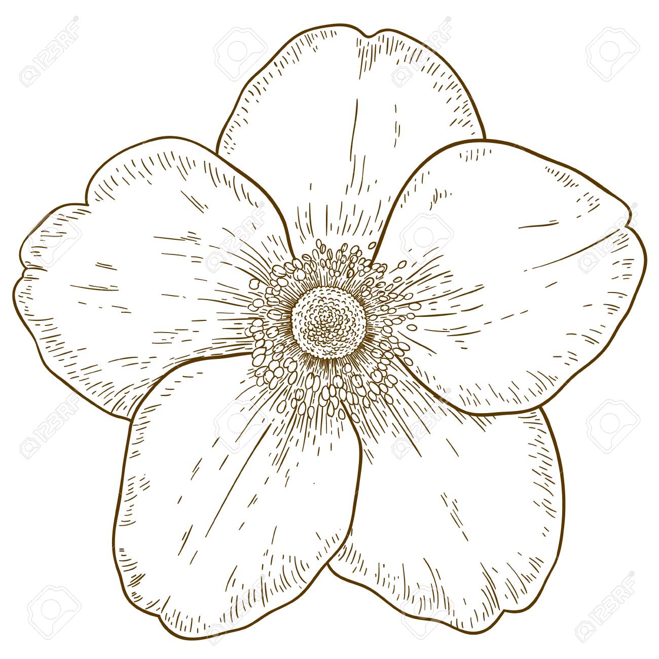 Antique Engraving Illustration Of Anemone Flower Royalty Free Svg Cliparts Vectors And Stock Illustration Image 6468