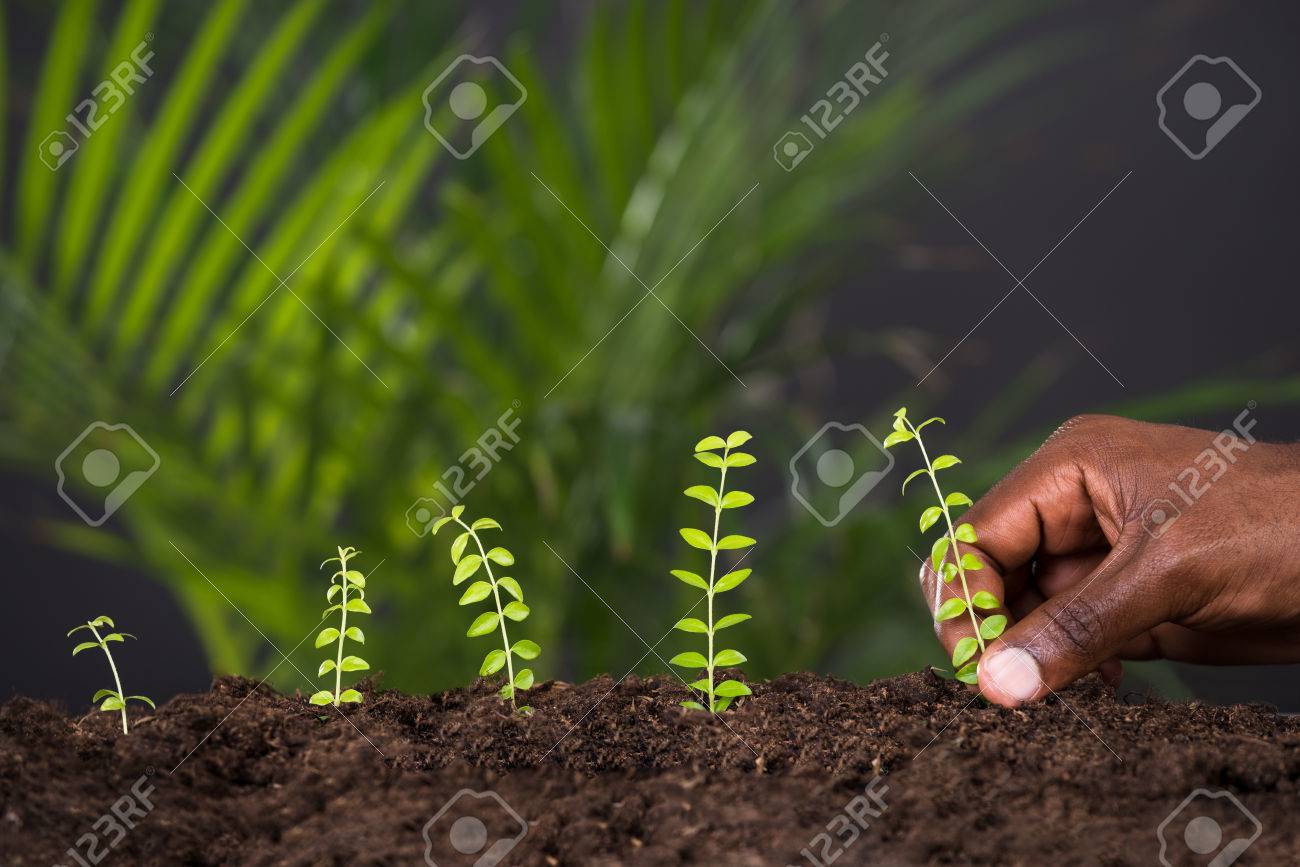 Close-up Of Person's Hand Planting Plant In Soil - 63884611 Close-up Of Person's Hand Planting Plant In Soil - 63884611