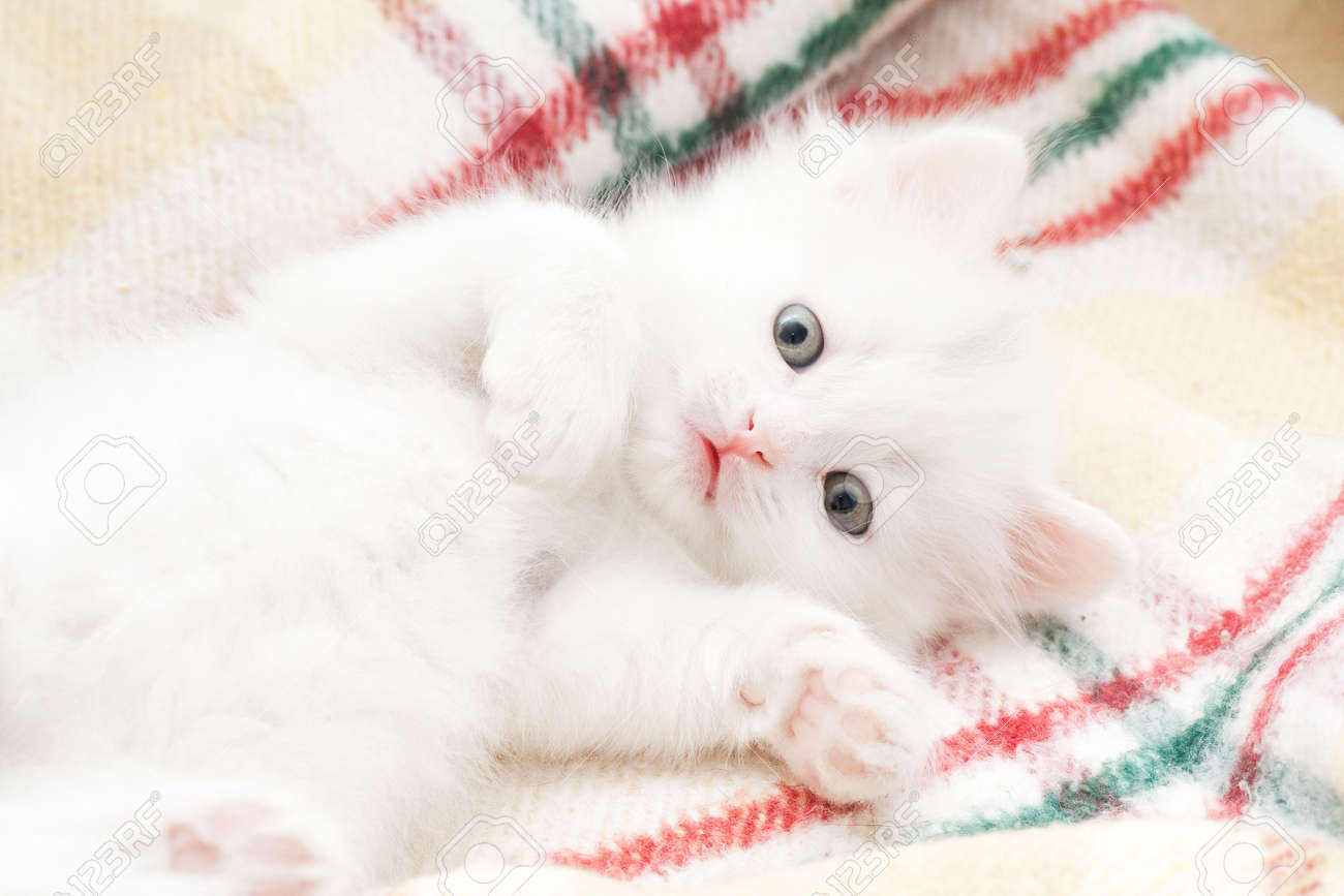 white little cat