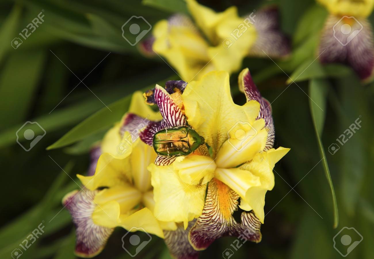 etiam-dictum-ipsum-a-felis