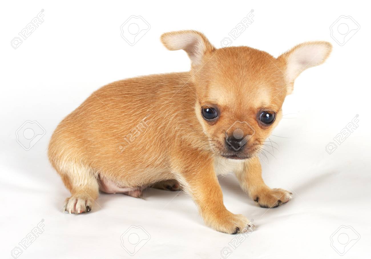 かわいい小さなチワワの子犬白分離カメラ目線の上に座って の写真素材 画像素材 Image