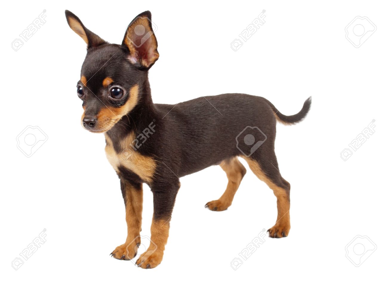 toy terrier