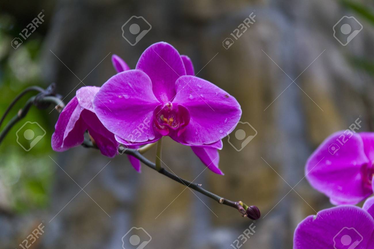 etiam-dictum-ipsum-a-felis