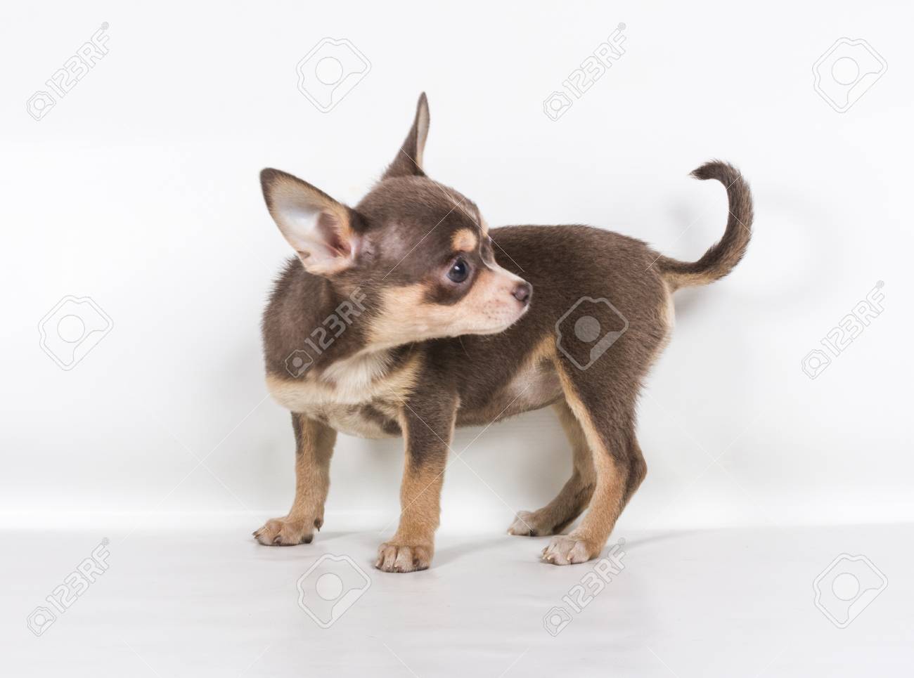 チョコレート 白いチワワの子犬生後 8 週 白い背景の前に立って の写真素材 画像素材 Image チョコレート 白いチワワの子犬生後 8 週 白い背景の前に立って の写真素材 画像素材 Image