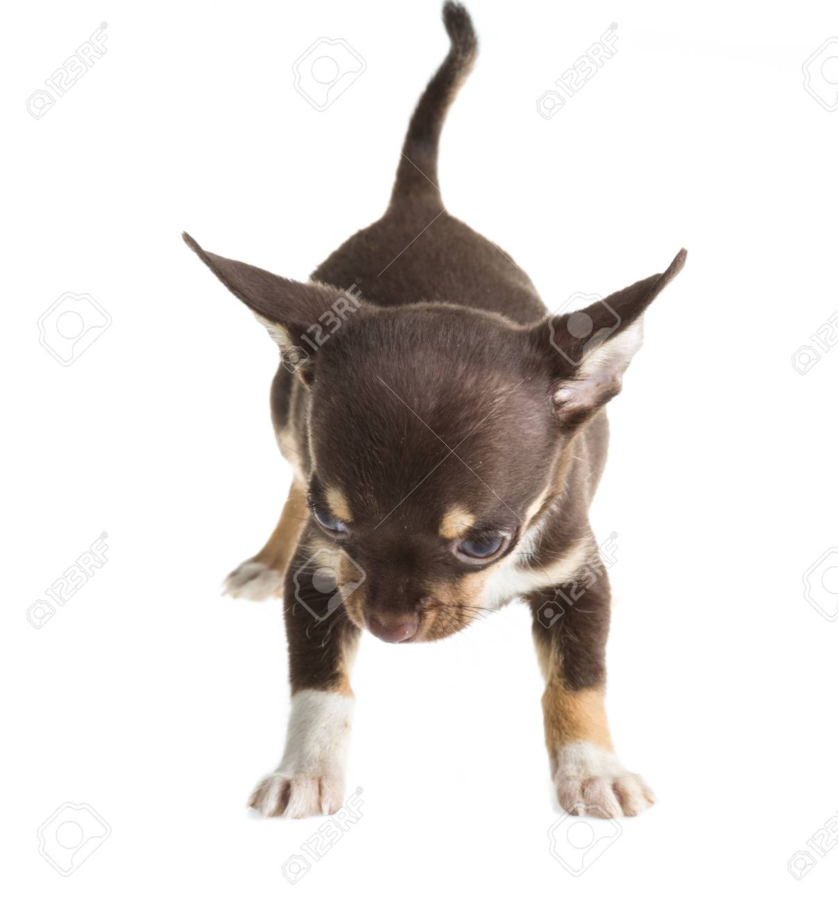 Short Haired Chihuahua Puppy In Front Of A White Background Stock