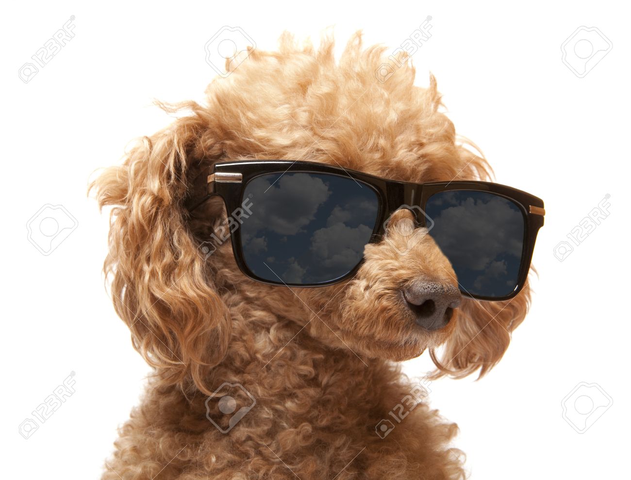 poodle sunglasses
