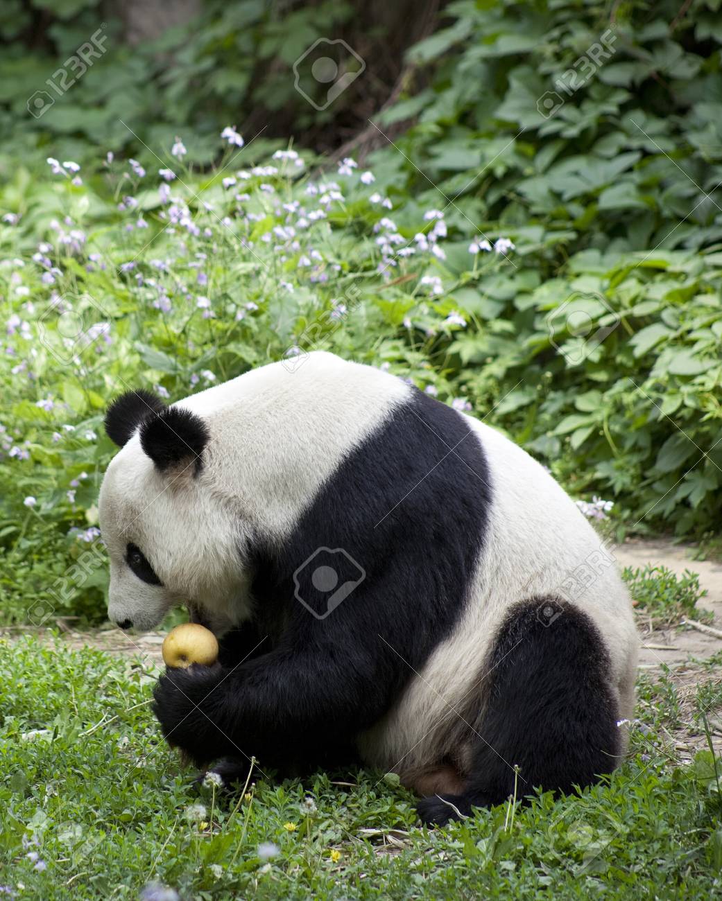 パンダ 北京動物園でジャイアント パンダ属 Melanole の写真素材 画像素材 Image