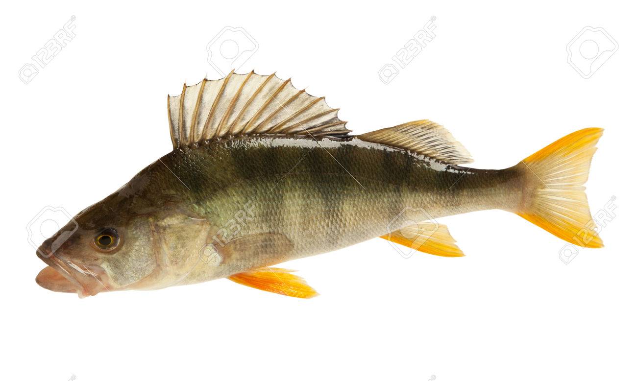 ヨーロピアンパーチ メラーノ発生 白い背景に分離 の写真素材 画像素材 Image