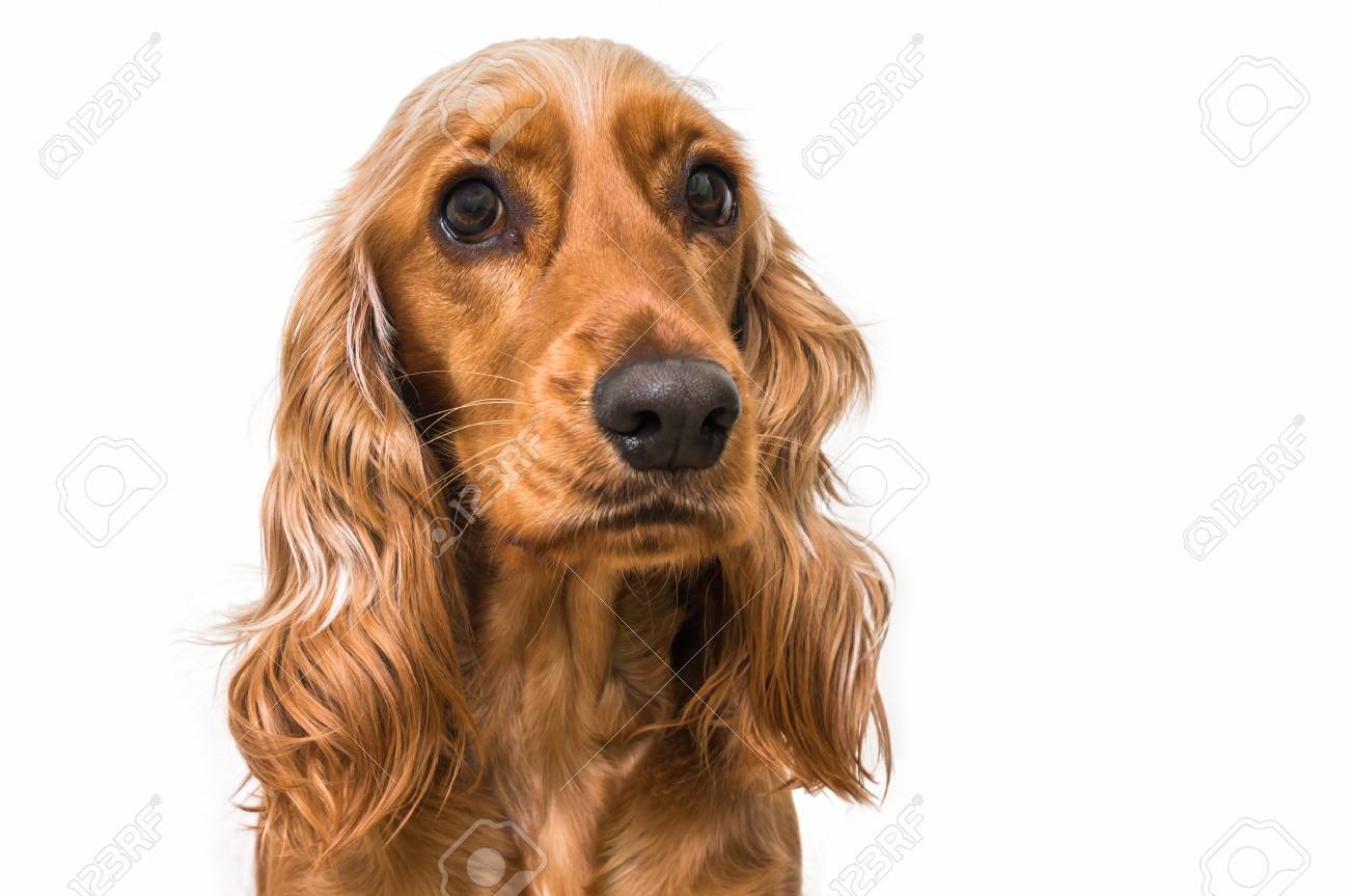 イングリッシュ コッカー スパニエル犬の白い背景で隔離 の写真素材 画像素材 Image