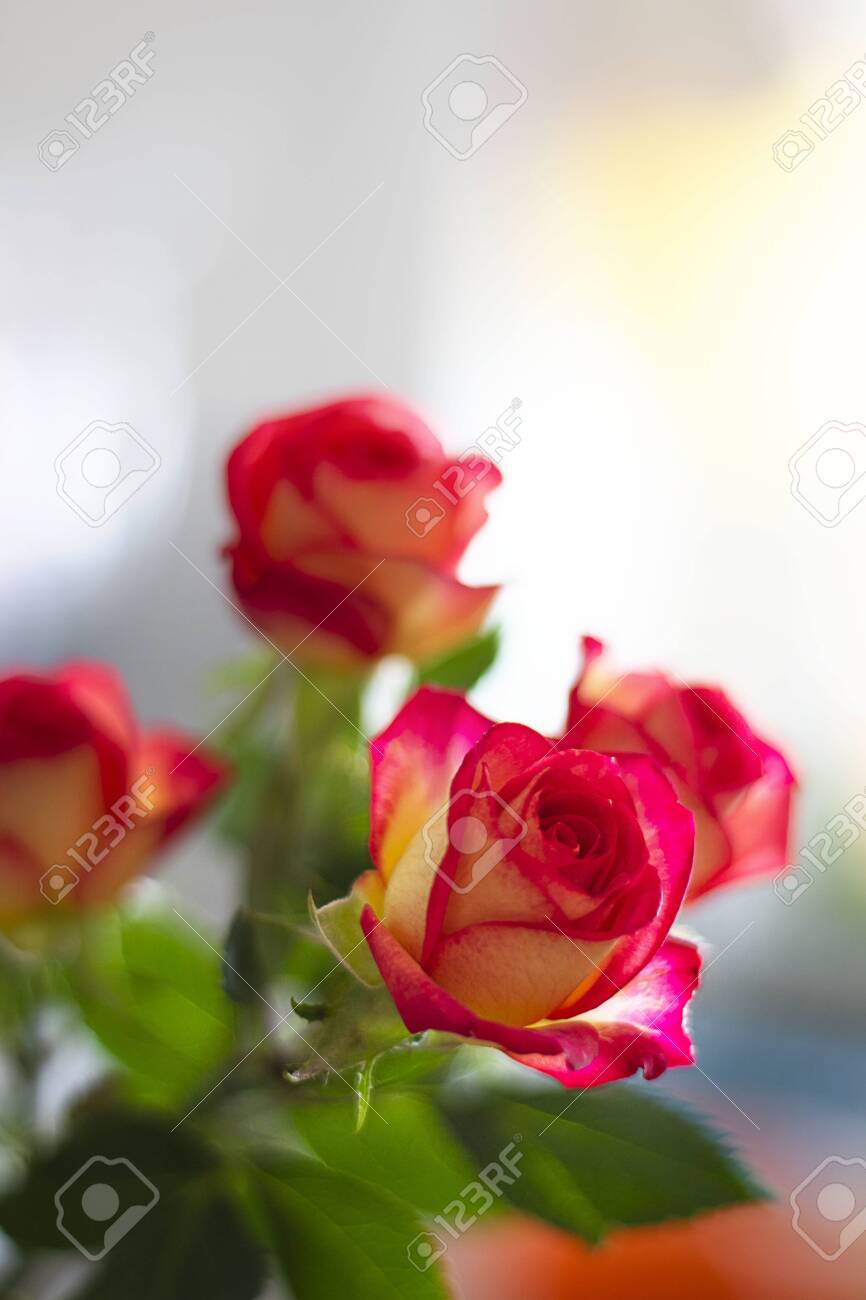 Beautiful Pink And Yellow Roses On The Background Of Defocused ...