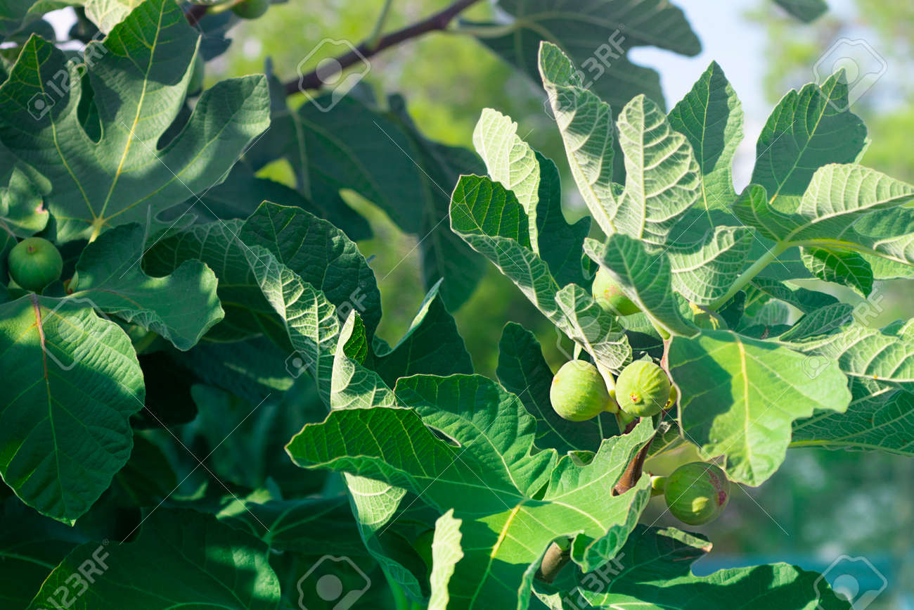 Rape Green Fig Growing On A Branch Of A Big Tree With Beautiful Stock Photo Picture And Royalty Free Image Image 155940291