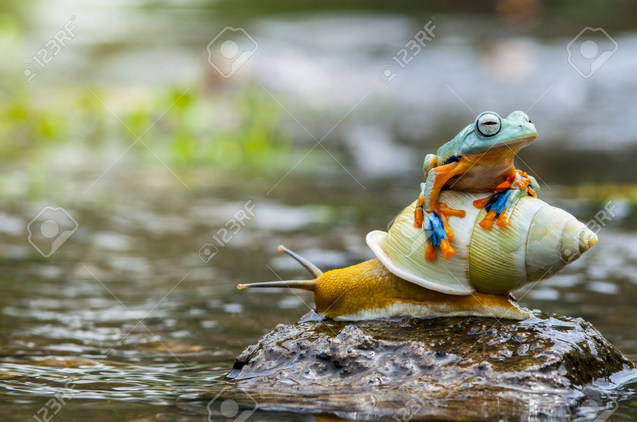 Micro shot of flying frog - 64286930 Micro shot of flying frog - 64286930
