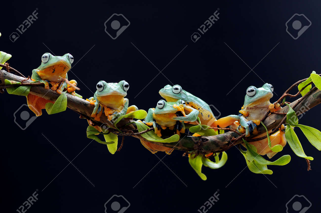 etiam-dictum-ipsum-a-felis