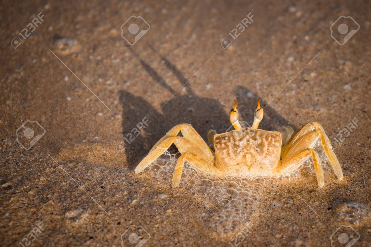 カニと濡れた砂にその影をクローズ アップ の写真素材 画像素材 Image