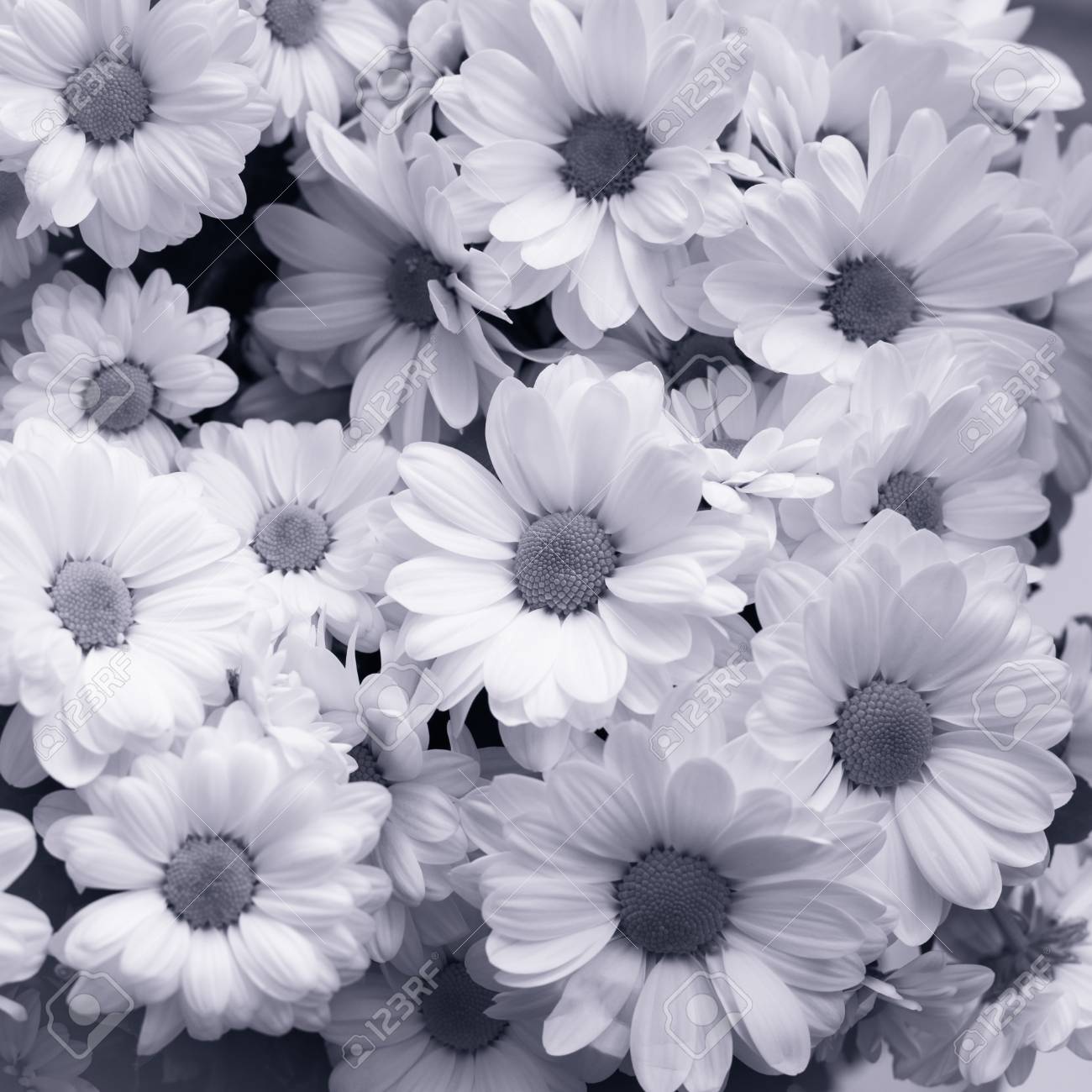 Bouquet De Chrysanthèmes Blancs En Gros Plan Fond De Fleurs Noir Et Blanc