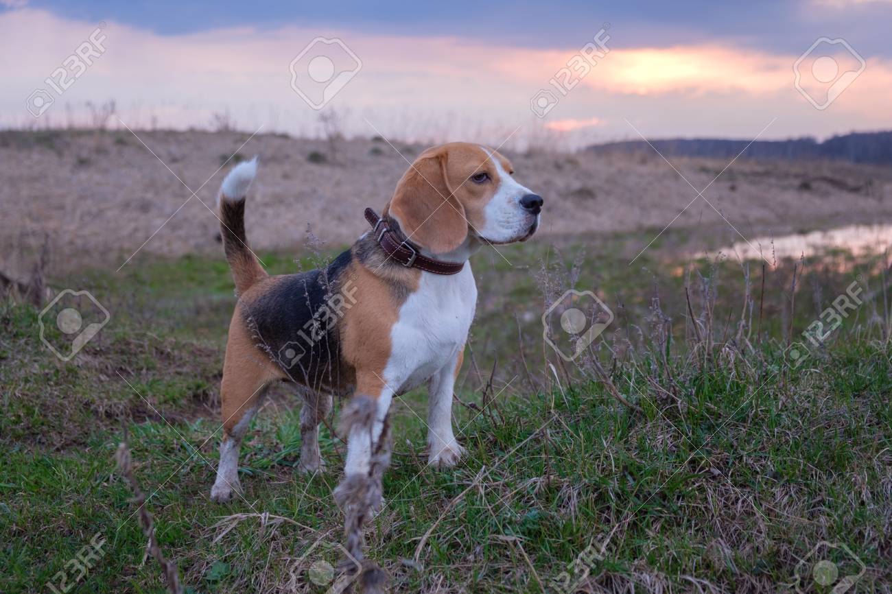 beagle large