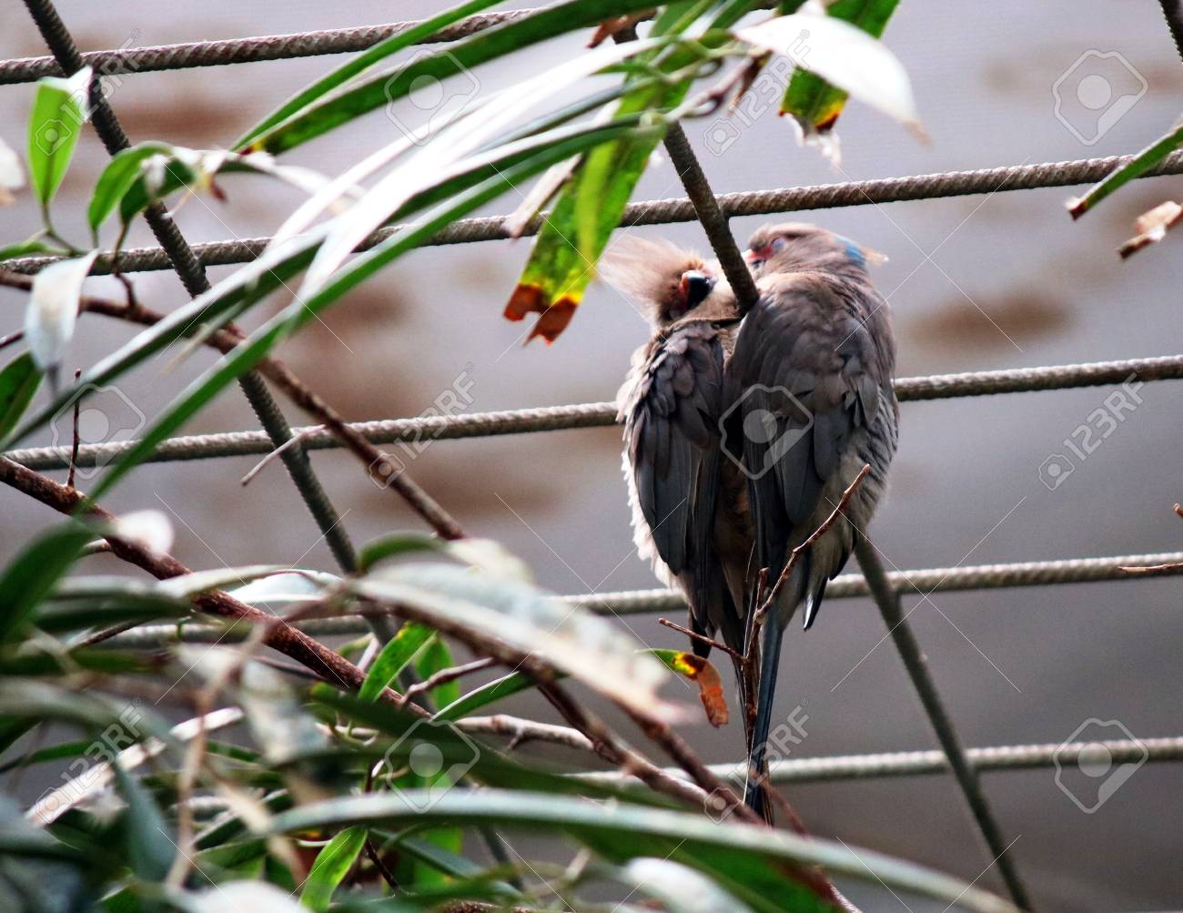 etiam-dictum-ipsum-a-felis