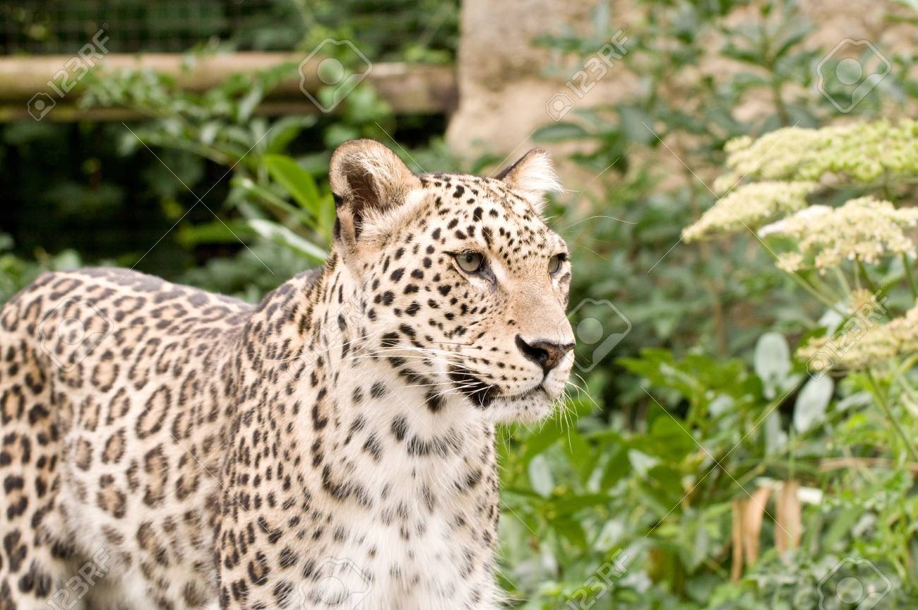 ペルシャヒョウ の写真素材 画像素材 Image