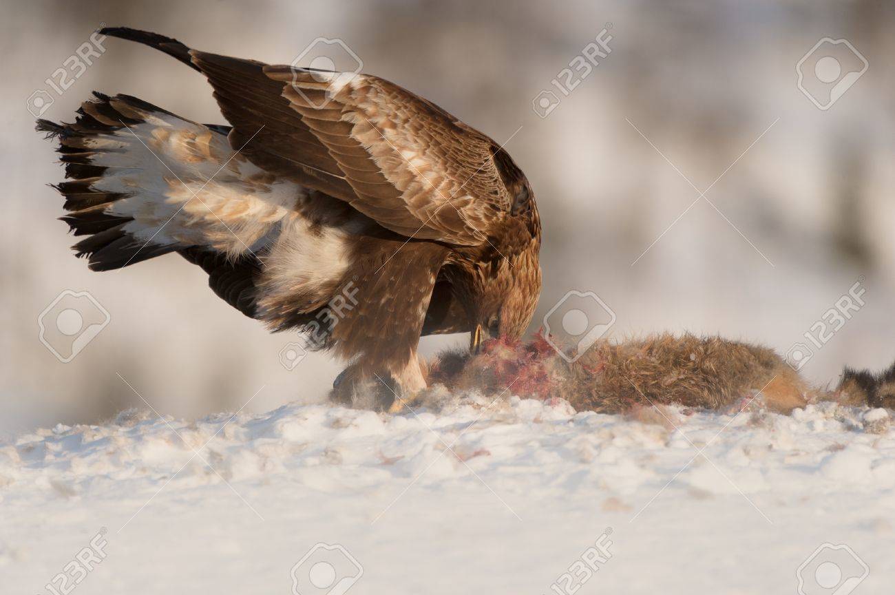 A Juvenile Golden Eagle Feeding On A Red Fox High In The Mountains