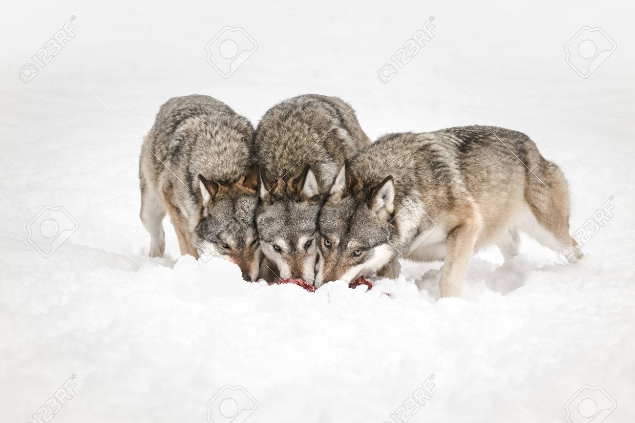 Three Grey Wolves